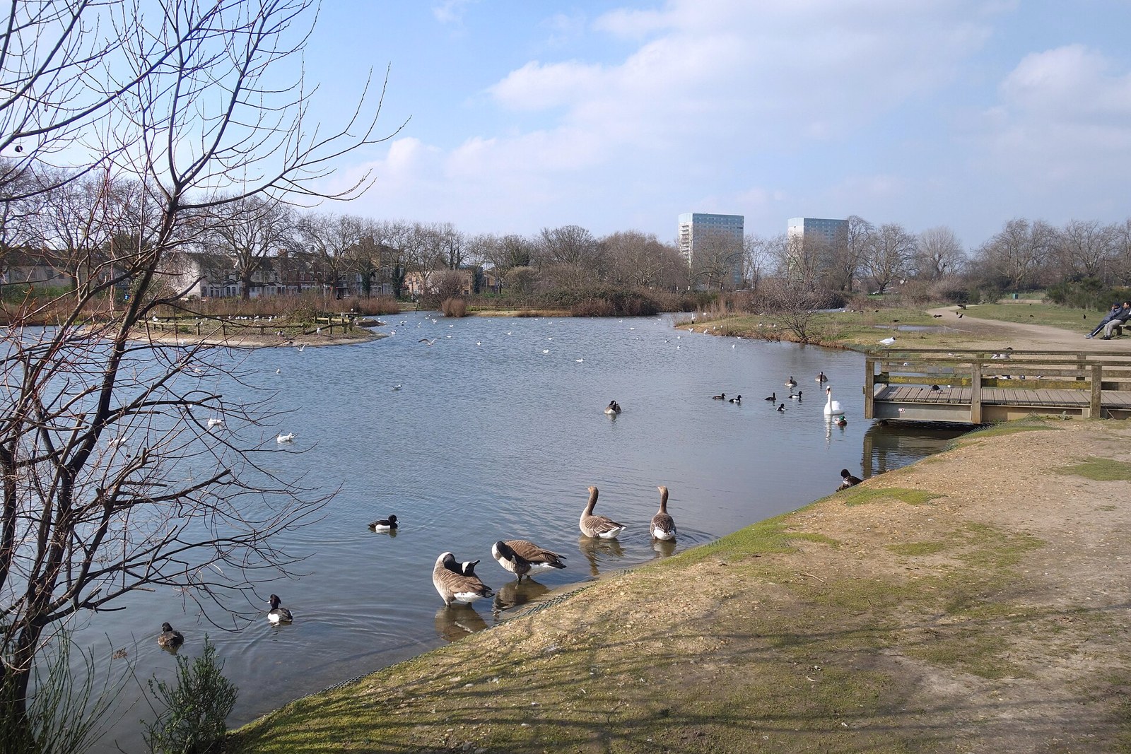Ducks and geese on Jubilee Pond on Wanstead Flats