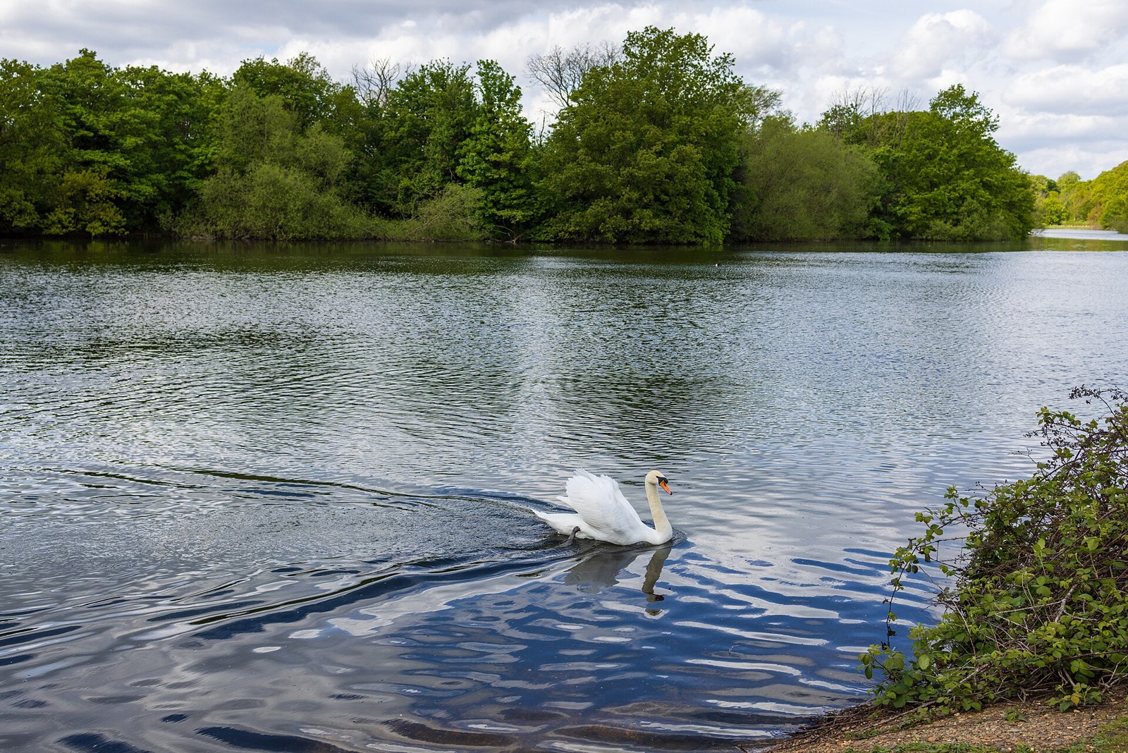 A swan on Heronry Pond in Wanstead Park, with trees behind
