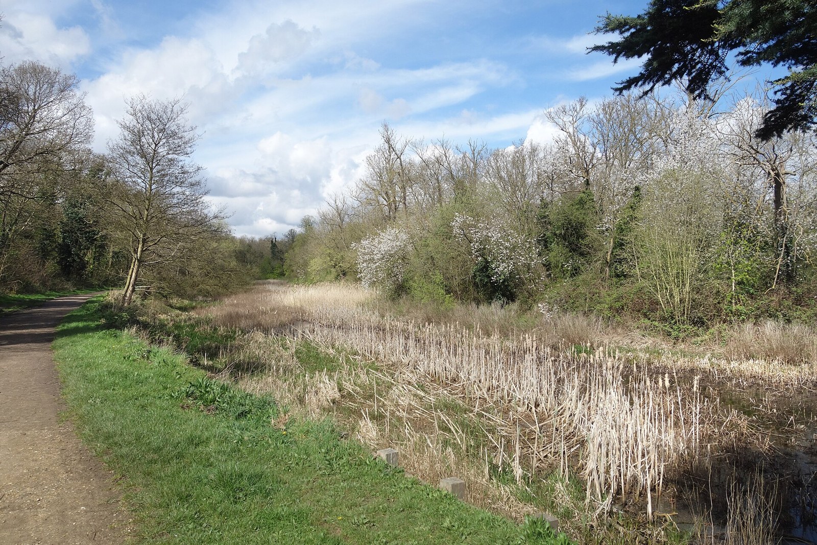 The drained lake in Wanstead Park, with reeds and a footpath beside it