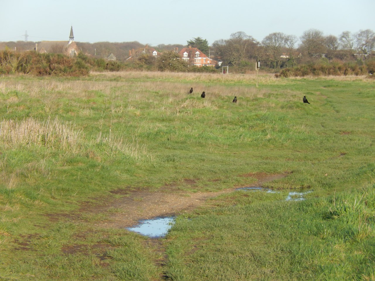 Grassland and a puddle on Wanstead Flats, with a church spire in the distance