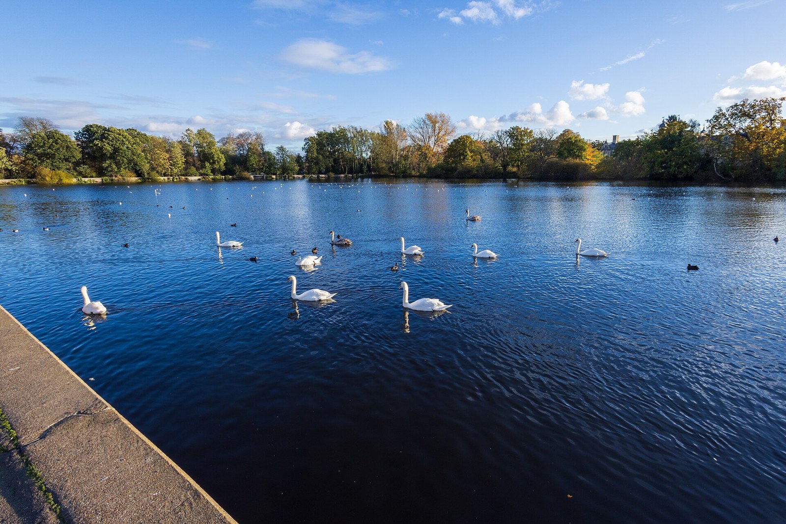 A group of swans on Eagle Pond, Snaresbrook, on a sunny day