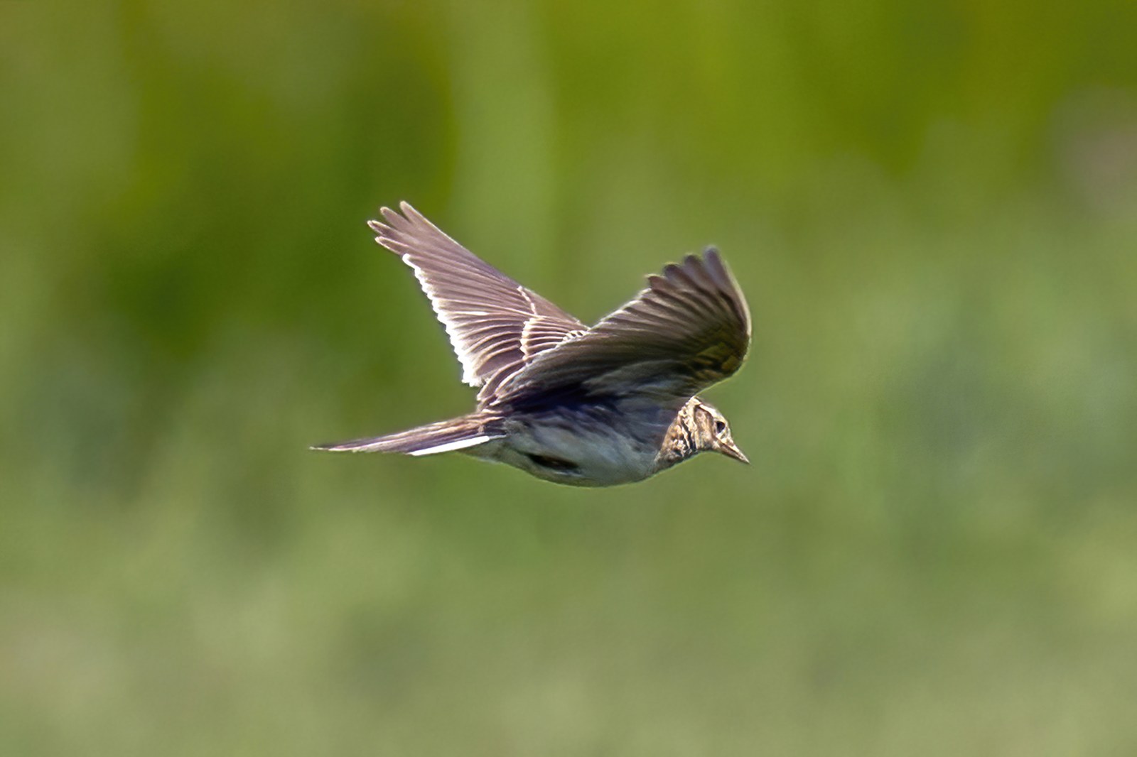 A skylark in flight with its wings spread against a blurred green background