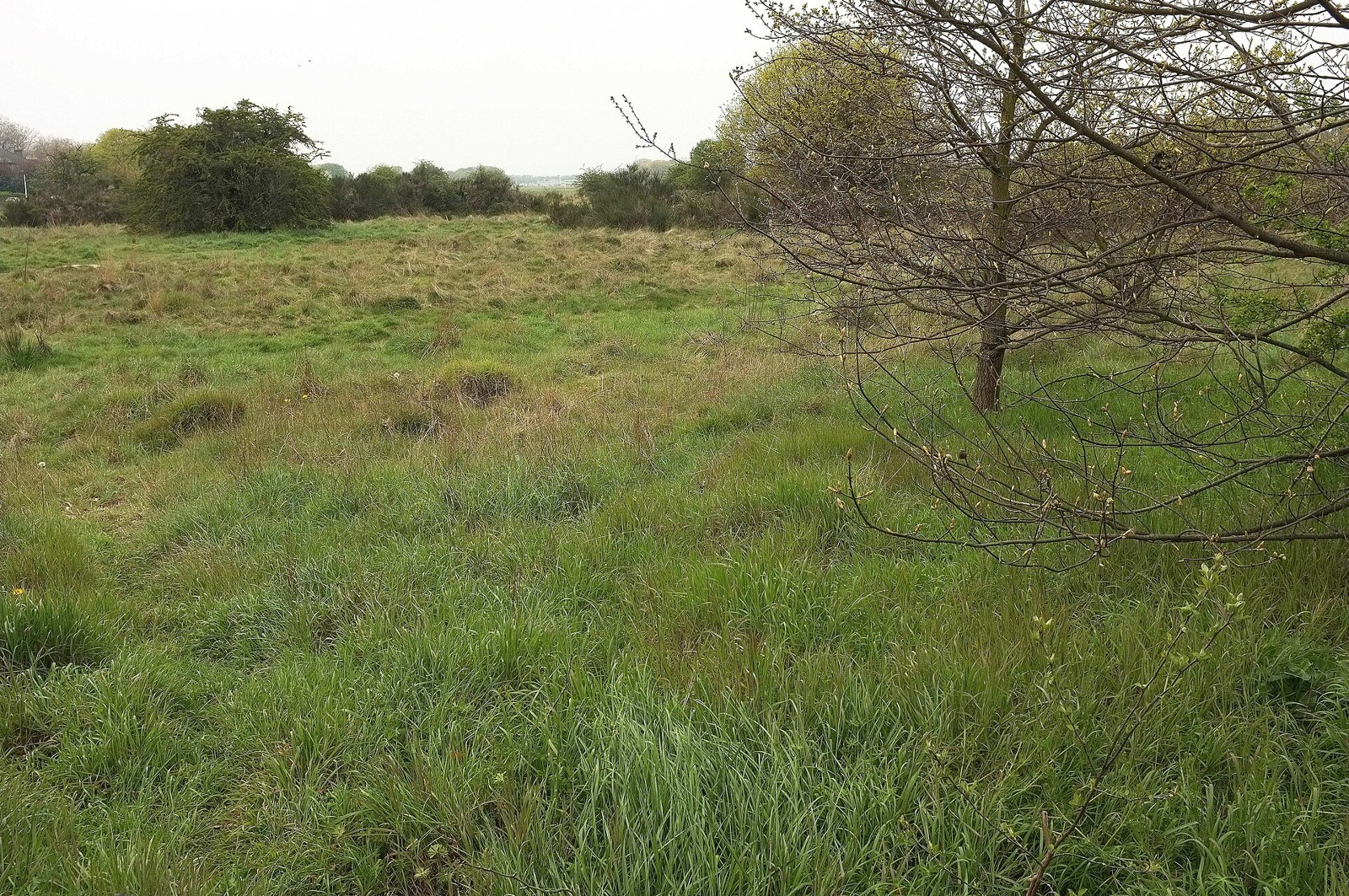 Open rough grassland on Wanstead Flats with scattered trees