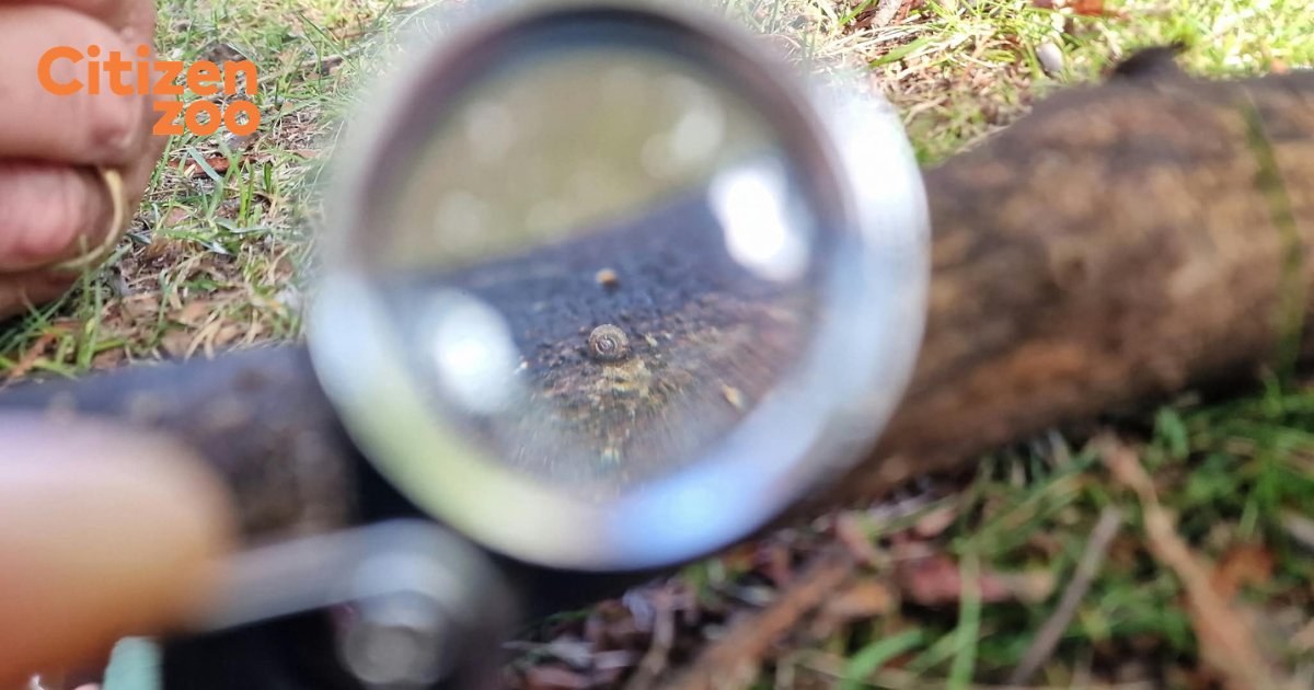 A hand lens held over a piece of fallen wood in grass, showing a tiny snail on the bark