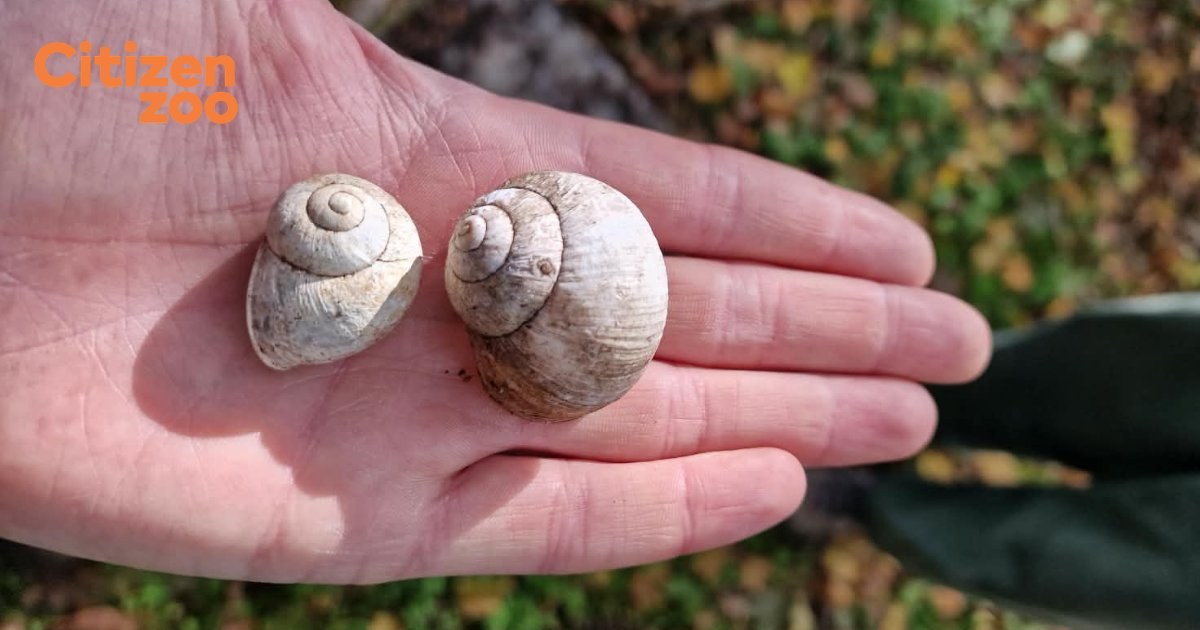 Two pale snail shells held in an open palm